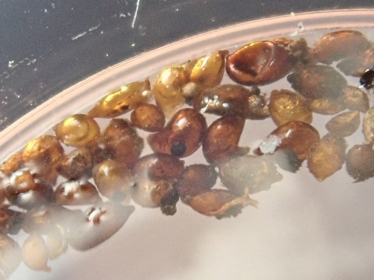 f:id:PPN_LAB:20211206174415j:plain