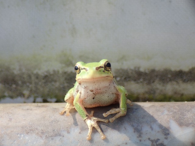 f:id:PPN_LAB:20211215225438j:image