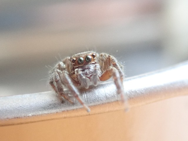 ハエトリグモとは 動植物の人気 最新記事を集めました はてな