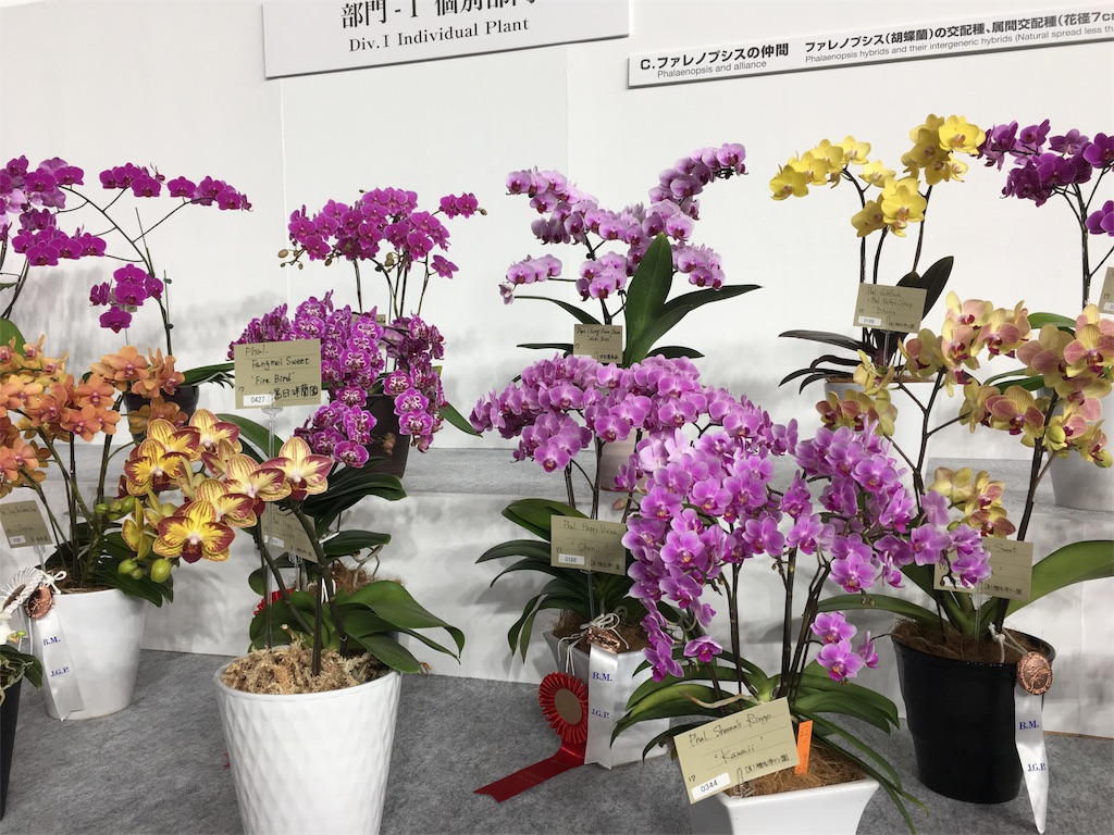f:id:PUJIMO:20190210003302j:image