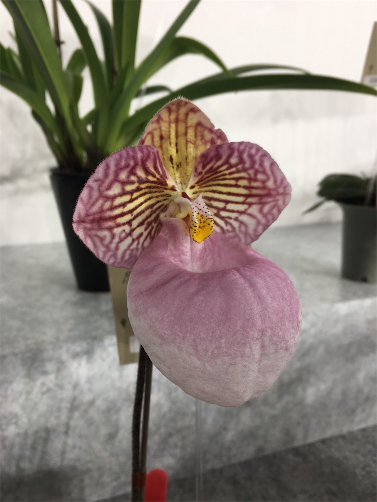 f:id:PUJIMO:20190210003312j:image