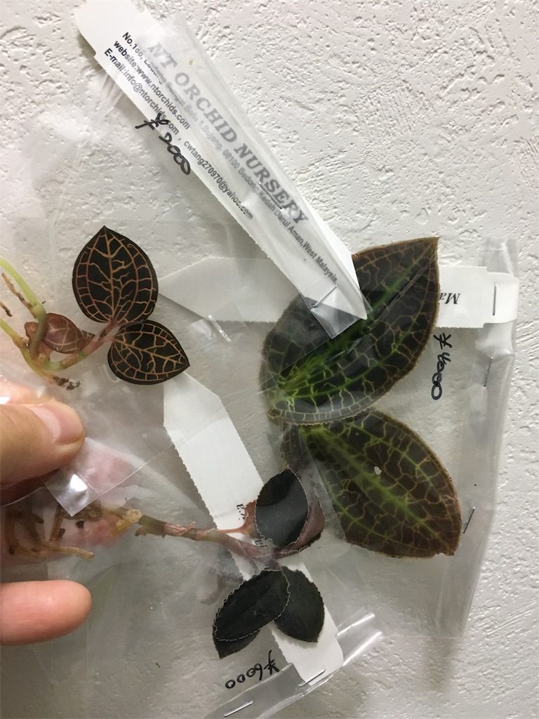 f:id:PUJIMO:20190210003316j:image