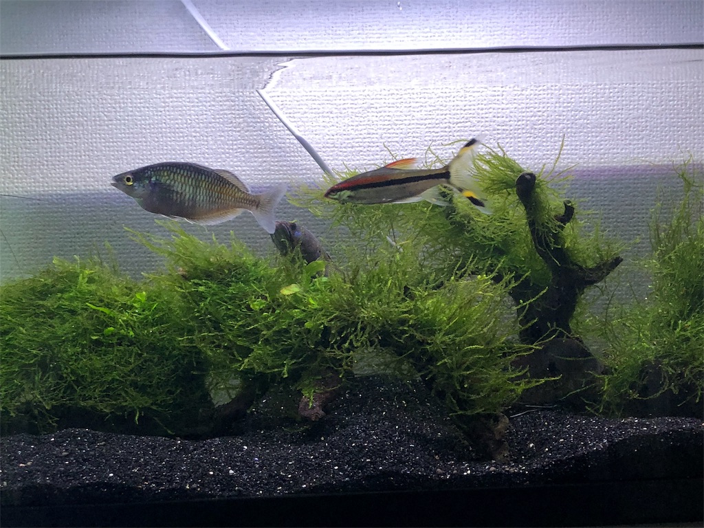 f:id:PUJIMO:20190227122757j:image