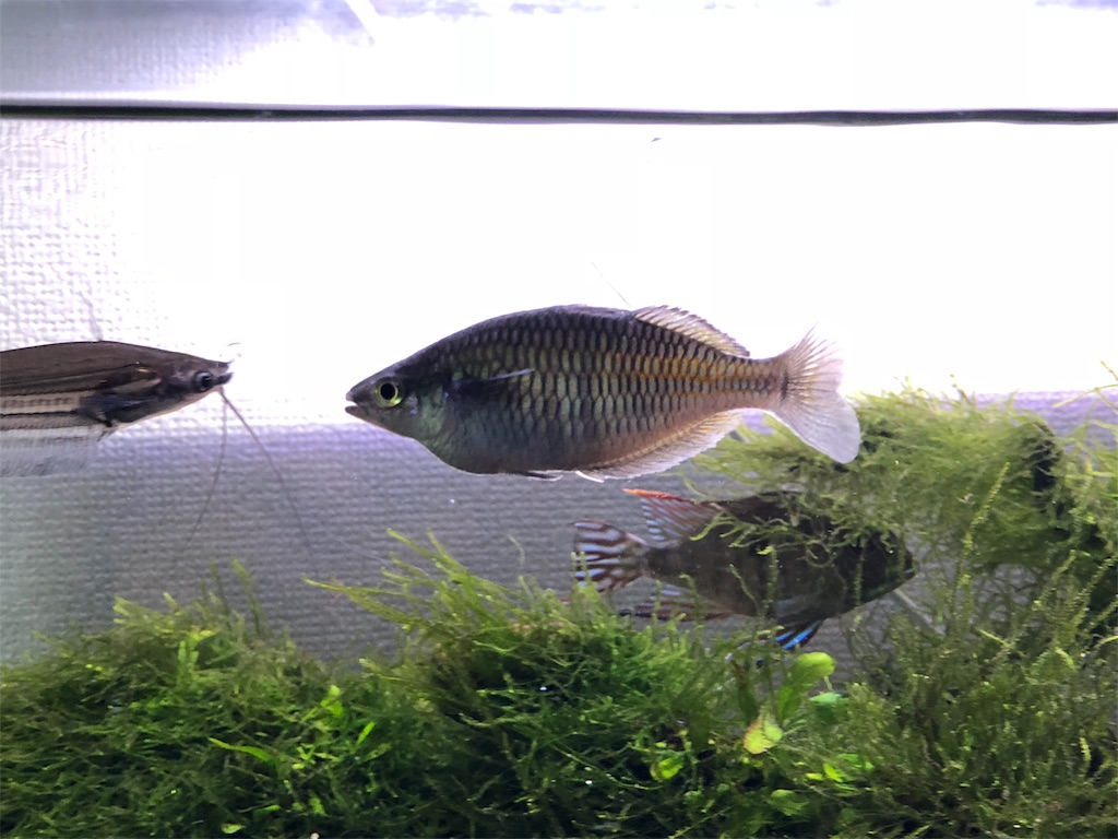 f:id:PUJIMO:20190227122802j:image