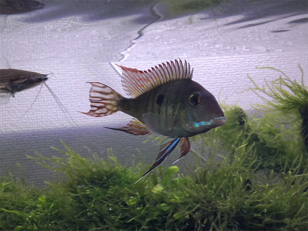 f:id:PUJIMO:20190227123246j:image