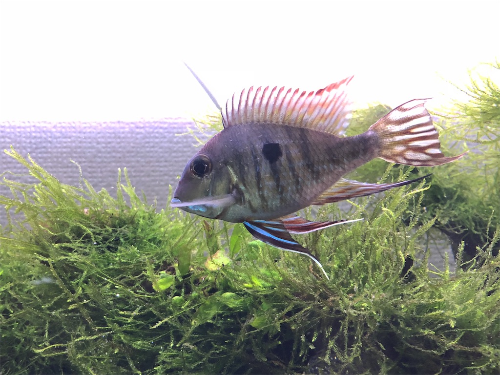 f:id:PUJIMO:20190227123251j:image