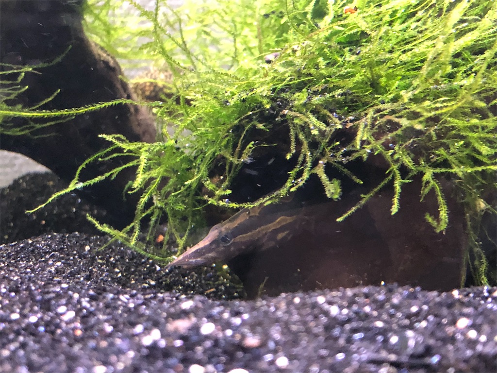 f:id:PUJIMO:20190227123600j:image