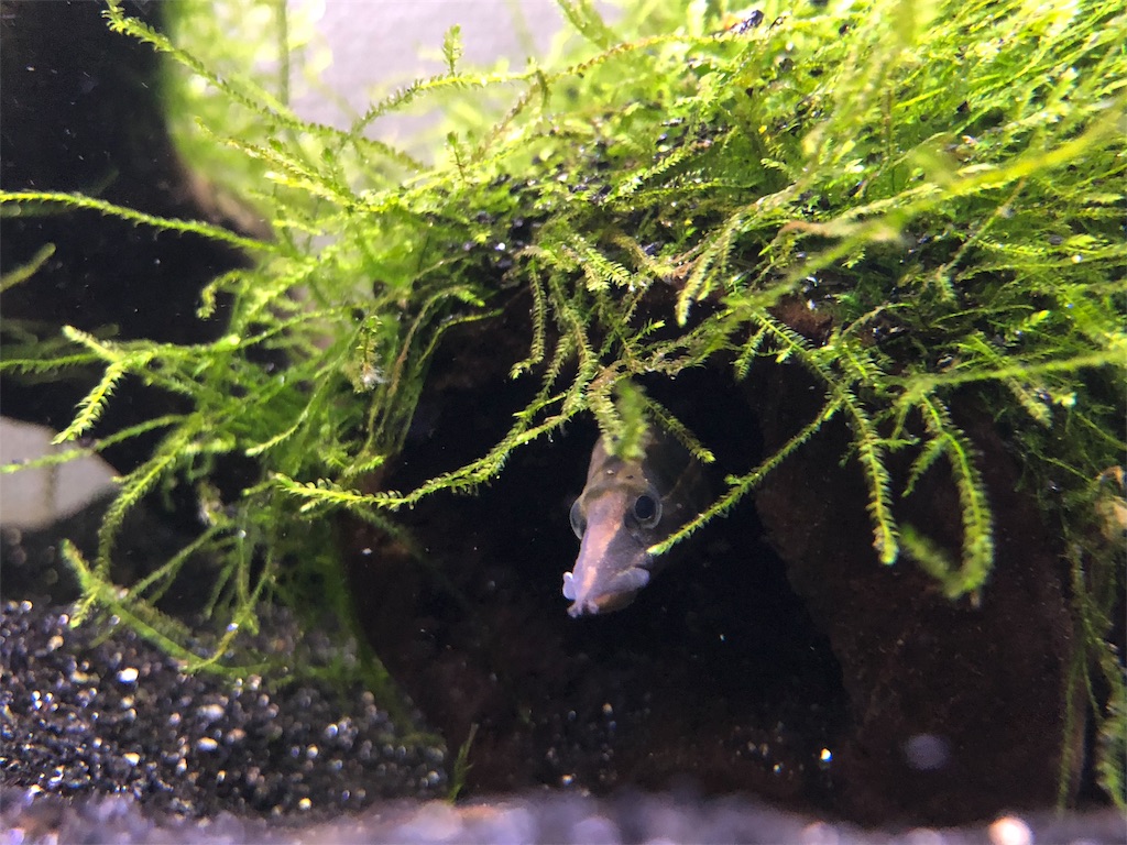 f:id:PUJIMO:20190227123607j:image