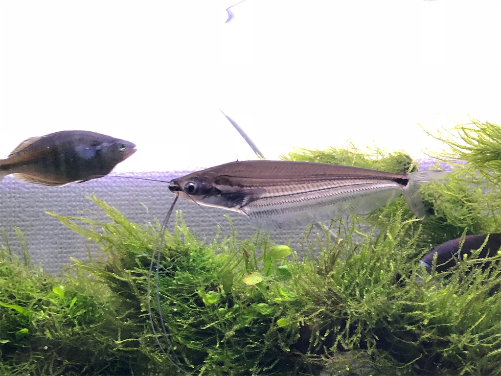 f:id:PUJIMO:20190227123716j:image