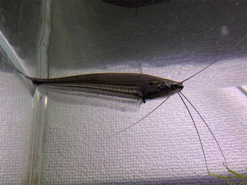 f:id:PUJIMO:20190227123720j:image