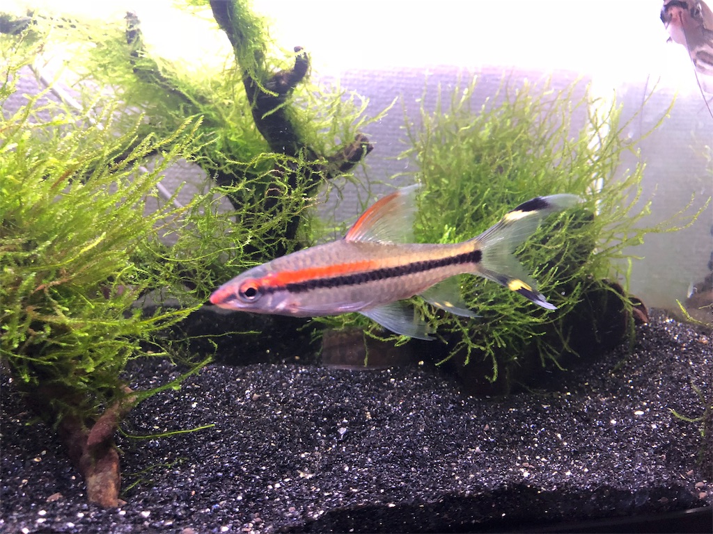 f:id:PUJIMO:20190227123836j:image