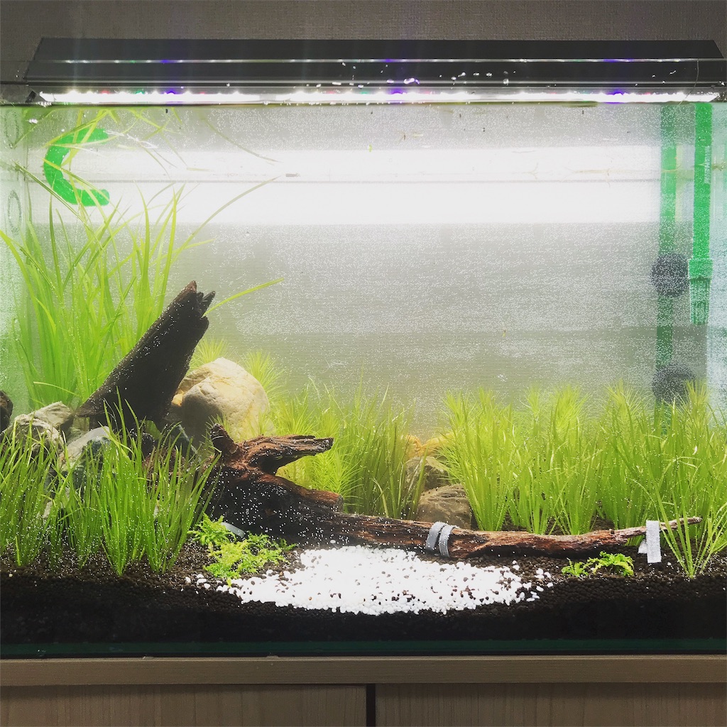 f:id:PUJIMO:20190228205654j:image