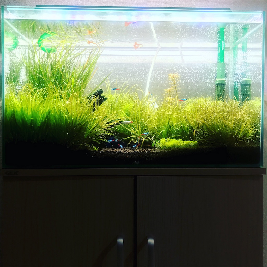 f:id:PUJIMO:20190228211630j:image