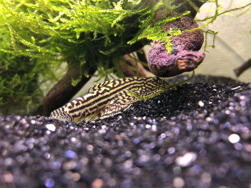 f:id:PUJIMO:20190301224053j:image