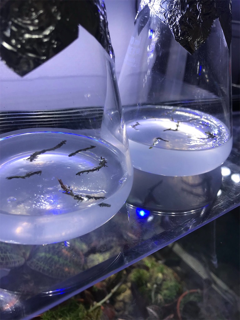 f:id:PUJIMO:20190313225559j:image