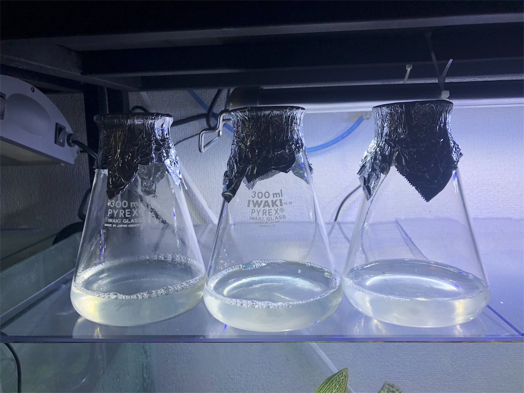 f:id:PUJIMO:20190313225613j:image