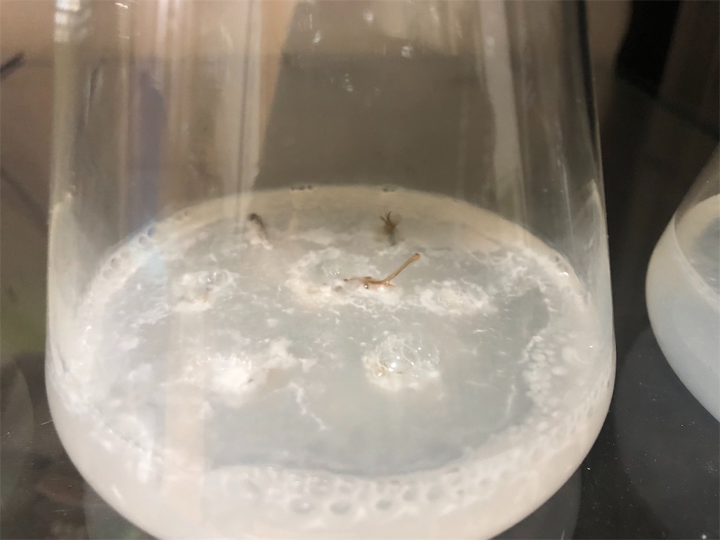 f:id:PUJIMO:20190714224618j:image