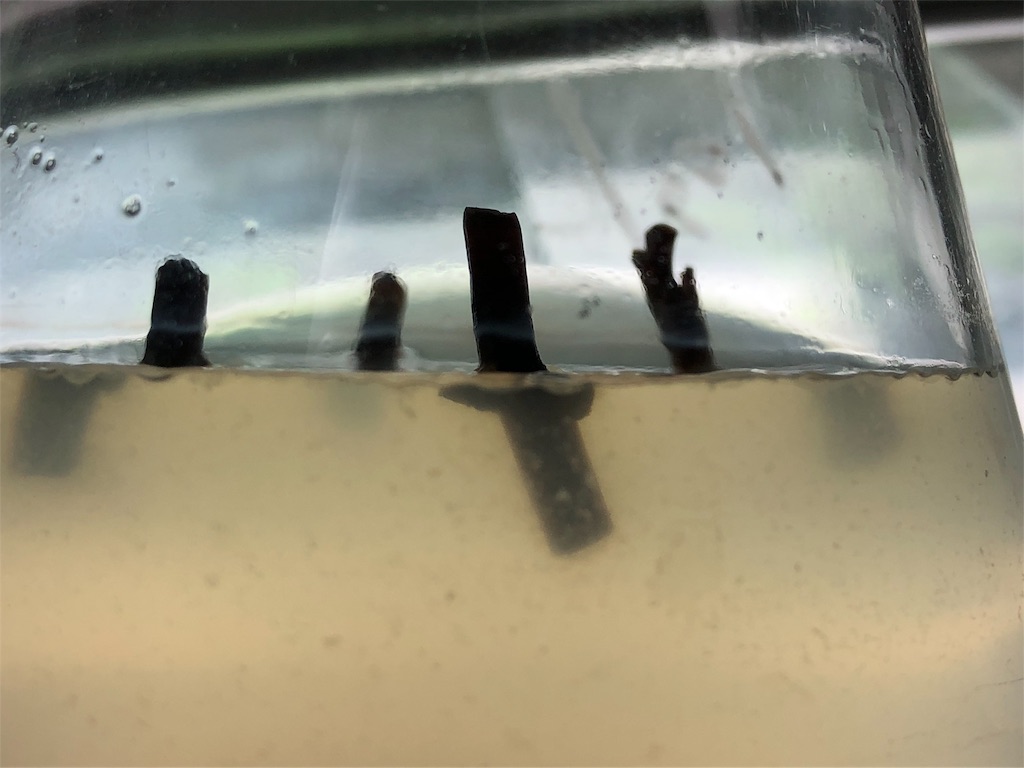 f:id:PUJIMO:20190714224943j:image