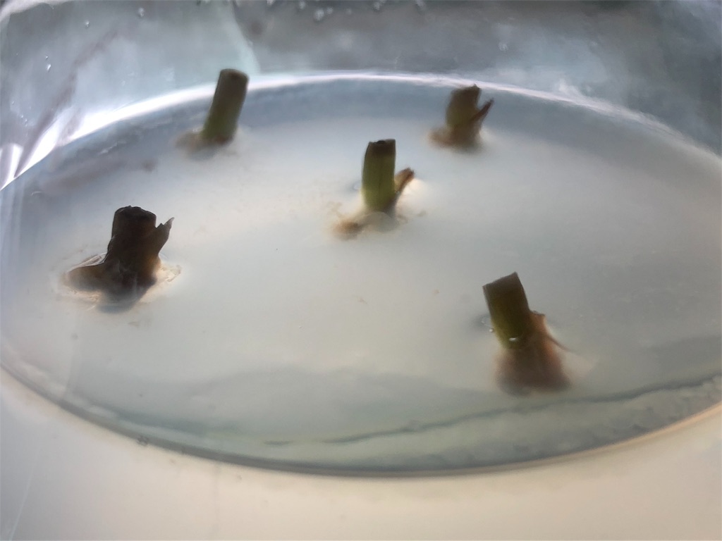 f:id:PUJIMO:20190714225411j:image