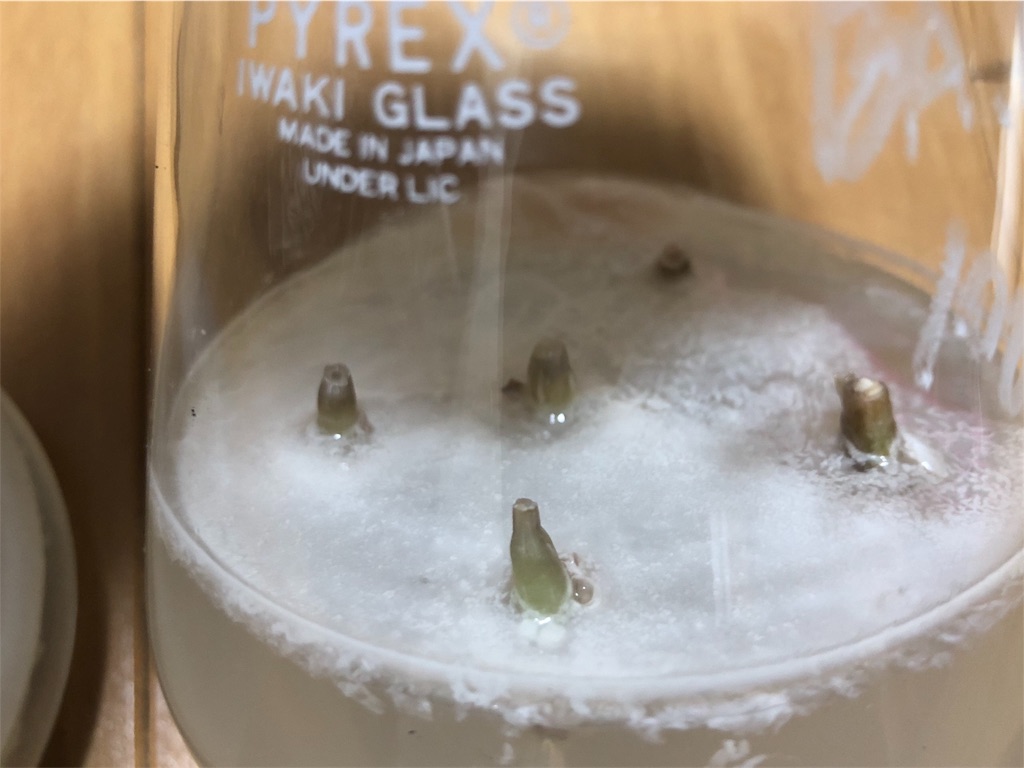 f:id:PUJIMO:20190714230042j:image