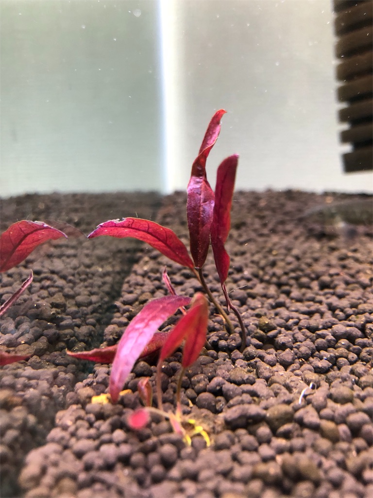 f:id:PUJIMO:20190811223558j:image f:id:PUJIMO:20190811223558j:image