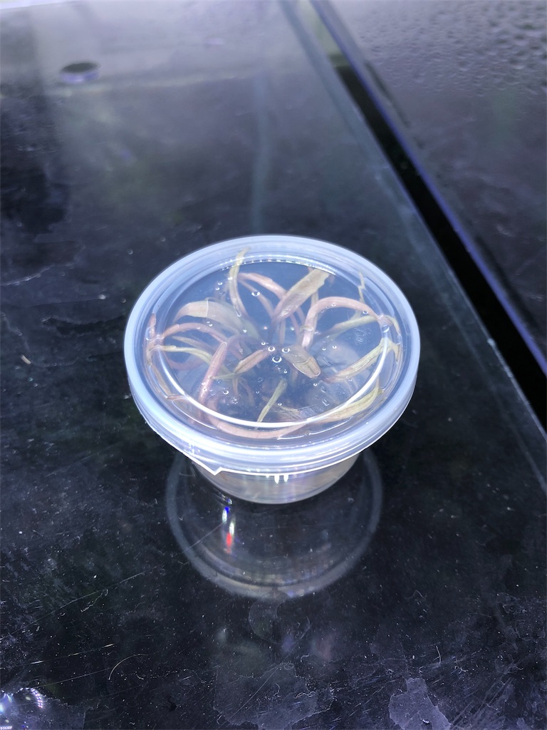 f:id:PUJIMO:20190811223602j:image f:id:PUJIMO:20190811223602j:image