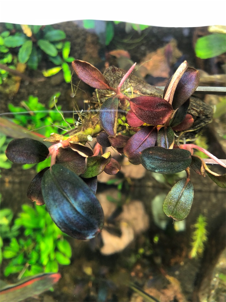 f:id:PUJIMO:20190811223610j:image f:id:PUJIMO:20190811223610j:image