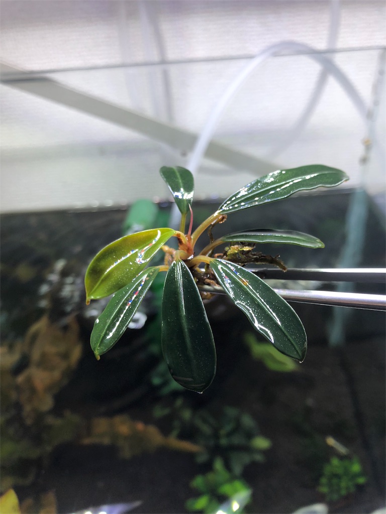 f:id:PUJIMO:20190811223619j:image f:id:PUJIMO:20190811223619j:image