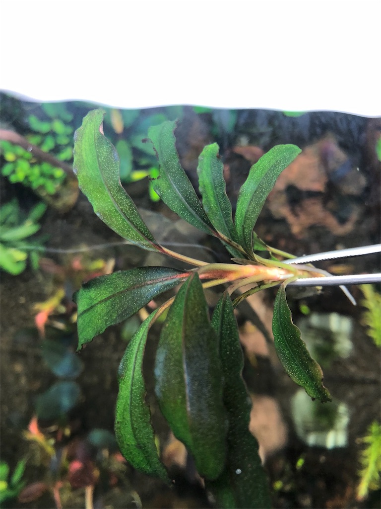 f:id:PUJIMO:20190811223626j:image f:id:PUJIMO:20190811223626j:image