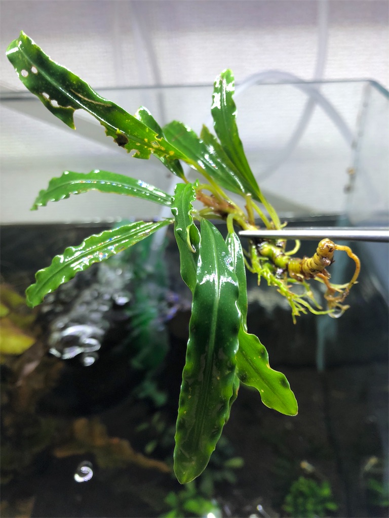 f:id:PUJIMO:20190811223629j:image f:id:PUJIMO:20190811223629j:image