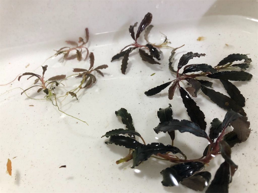 f:id:PUJIMO:20190811223633j:image f:id:PUJIMO:20190811223633j:image