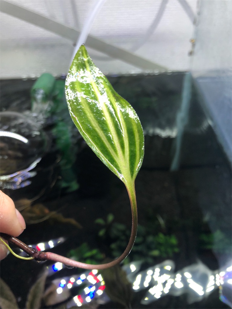 f:id:PUJIMO:20190811223637j:image f:id:PUJIMO:20190811223637j:image