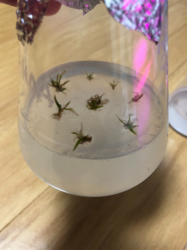 f:id:PUJIMO:20190906234656j:image