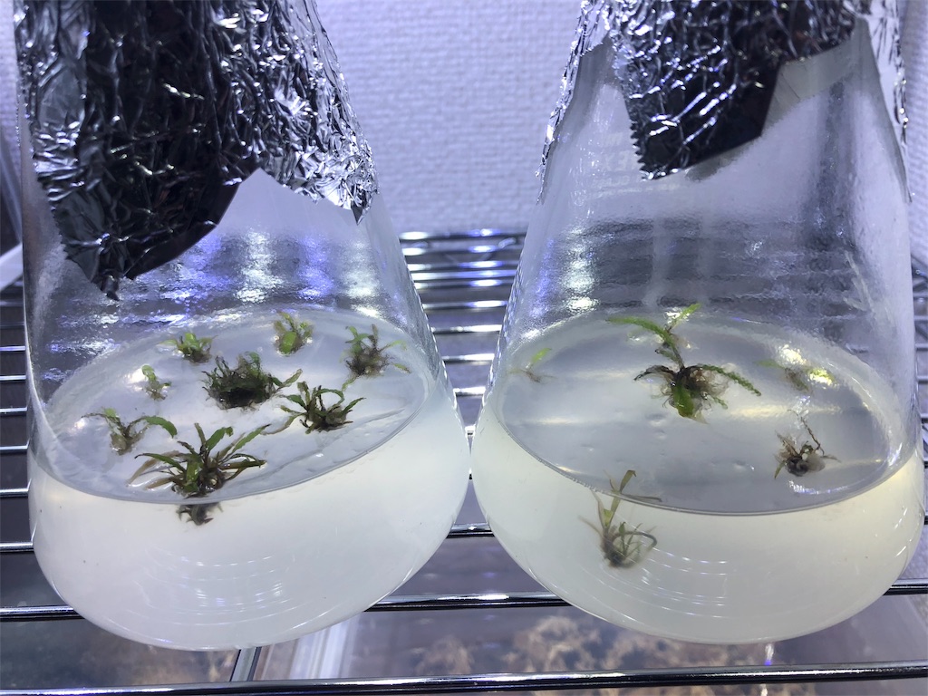 f:id:PUJIMO:20190907000730j:image