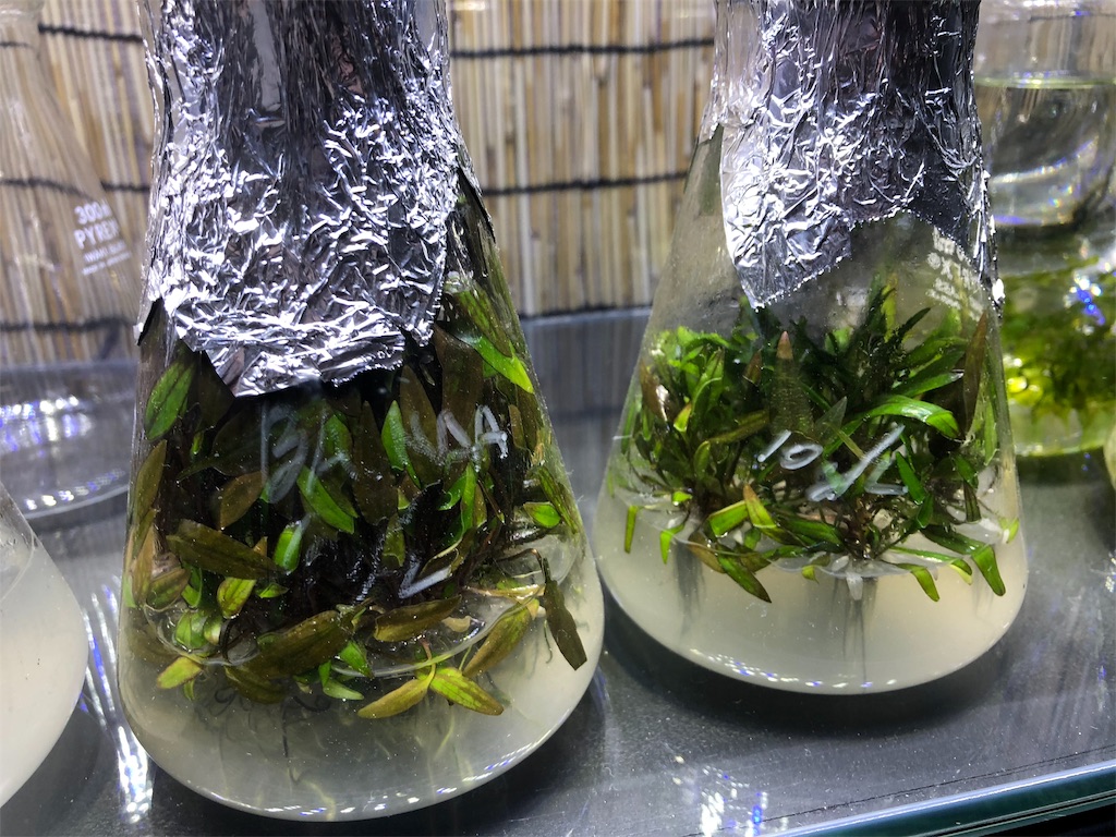 f:id:PUJIMO:20190907001931j:image