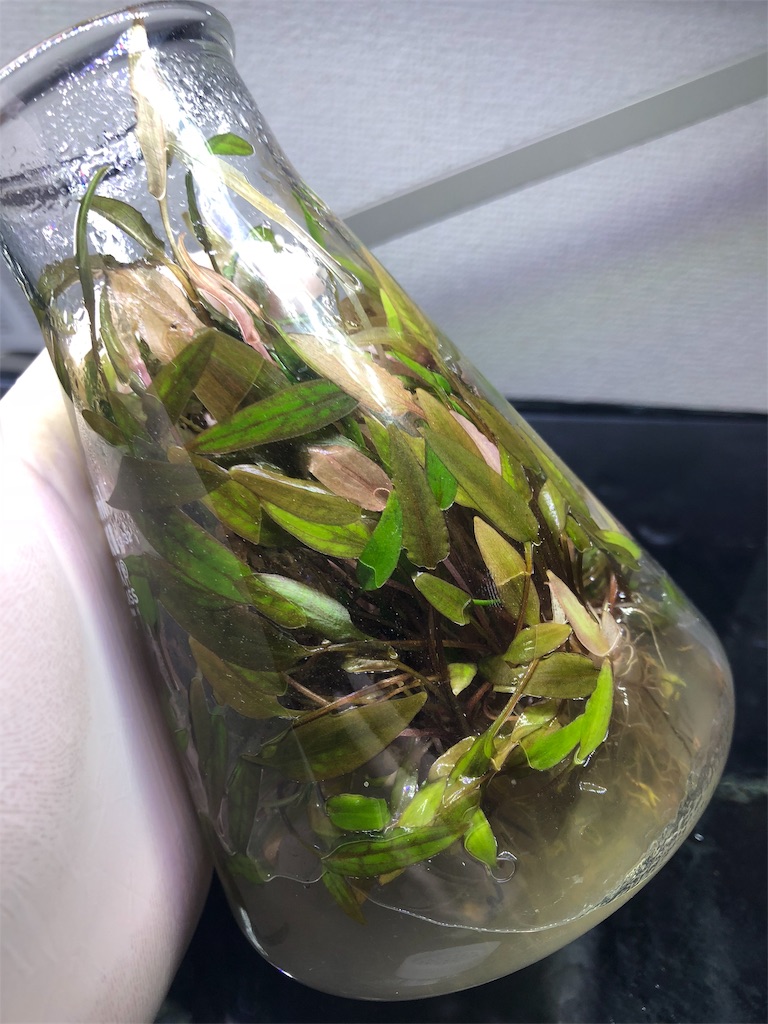 f:id:PUJIMO:20190907002259j:image