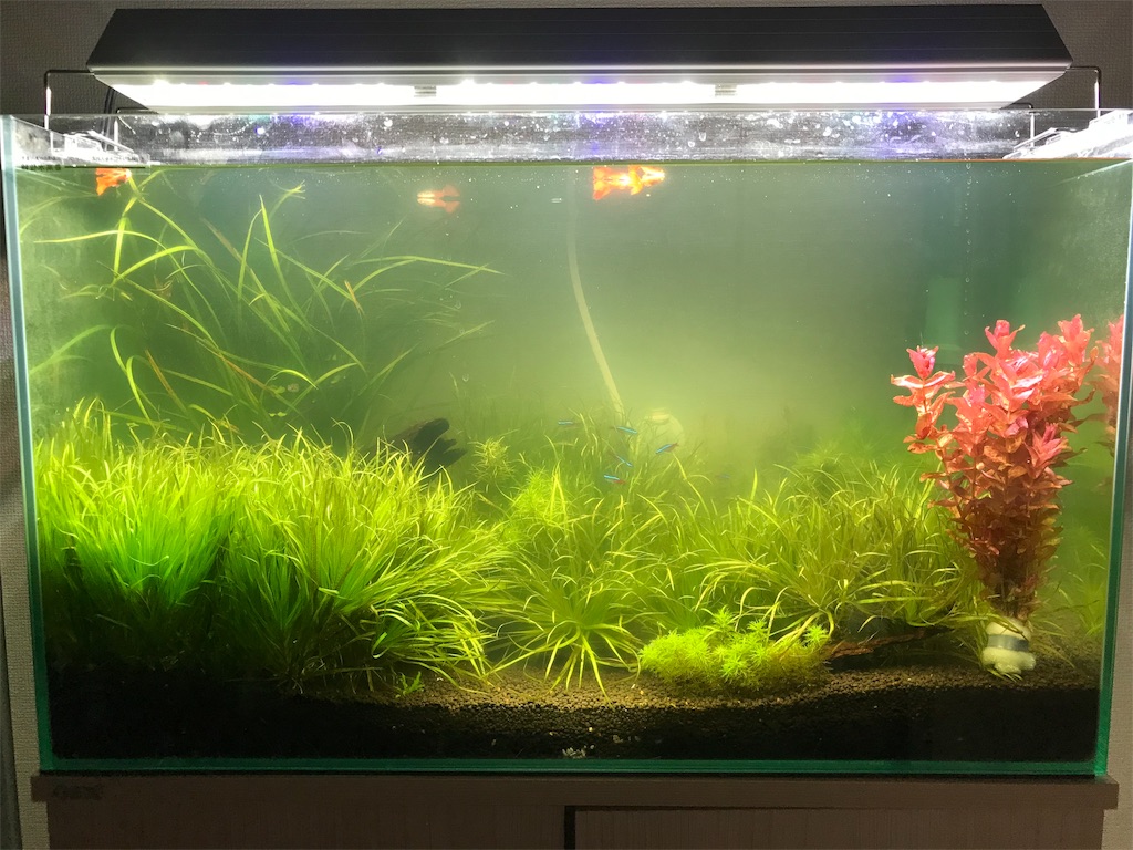 f:id:PUJIMO:20190915201130j:image