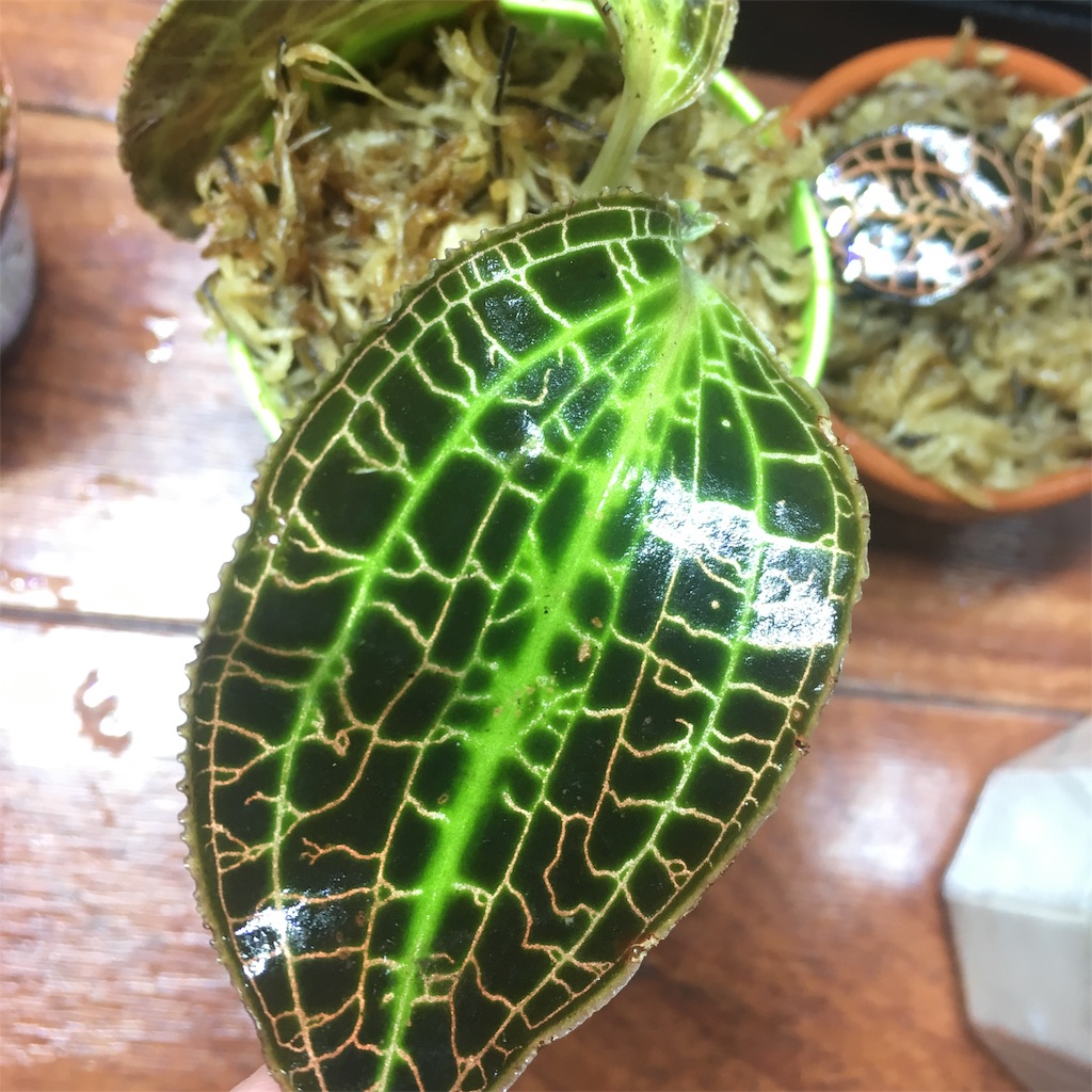 f:id:PUJIMO:20191024163145j:image