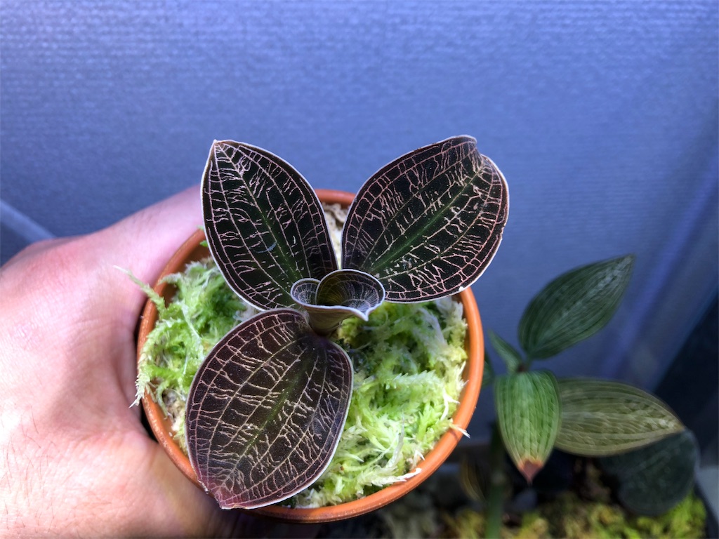f:id:PUJIMO:20191024171807j:image