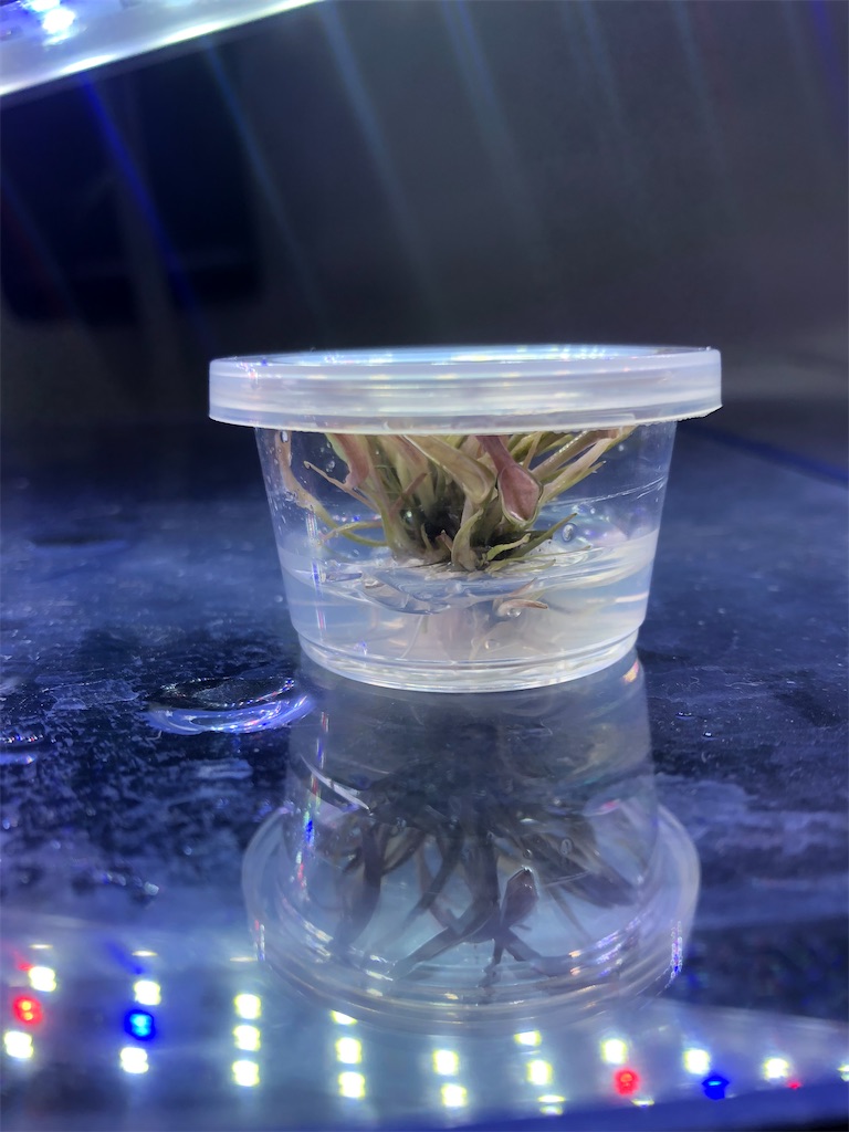 f:id:PUJIMO:20191218231340j:image f:id:PUJIMO:20191218231340j:image