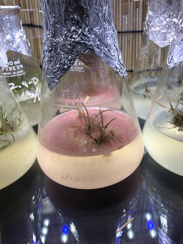 f:id:PUJIMO:20191218231345j:image f:id:PUJIMO:20191218231345j:image