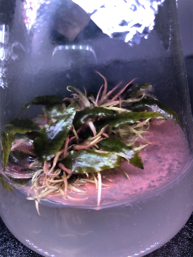 f:id:PUJIMO:20191218231349j:image