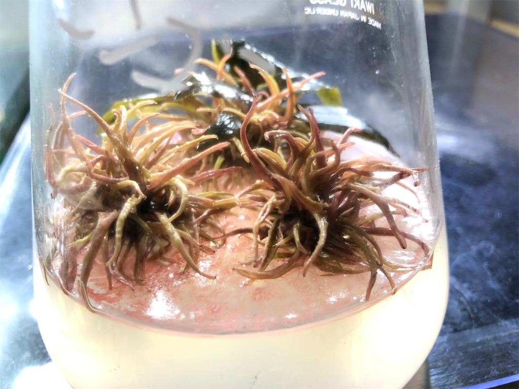 f:id:PUJIMO:20191230180230j:image f:id:PUJIMO:20191230180230j:image