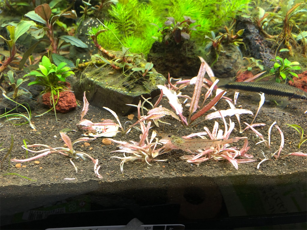 f:id:PUJIMO:20191230180301j:image f:id:PUJIMO:20191230180301j:image