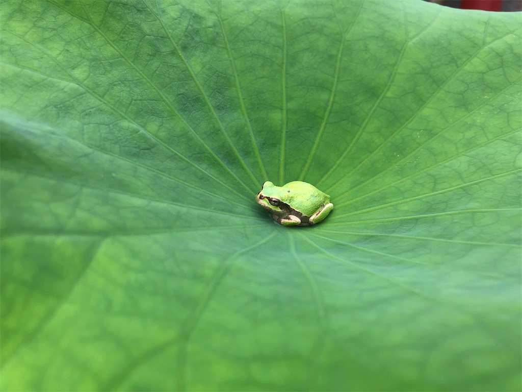 f:id:PUJIMO:20191230182949j:image