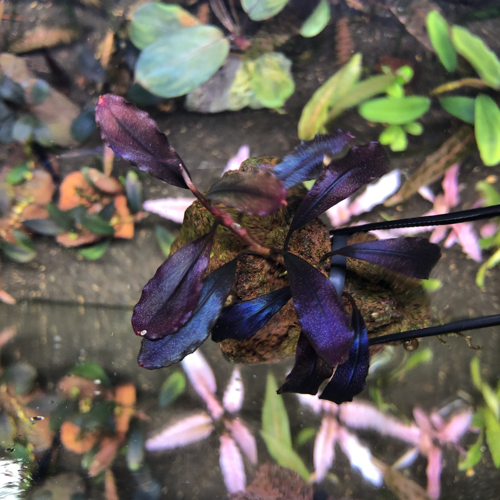 f:id:PUJIMO:20200217231643p:image