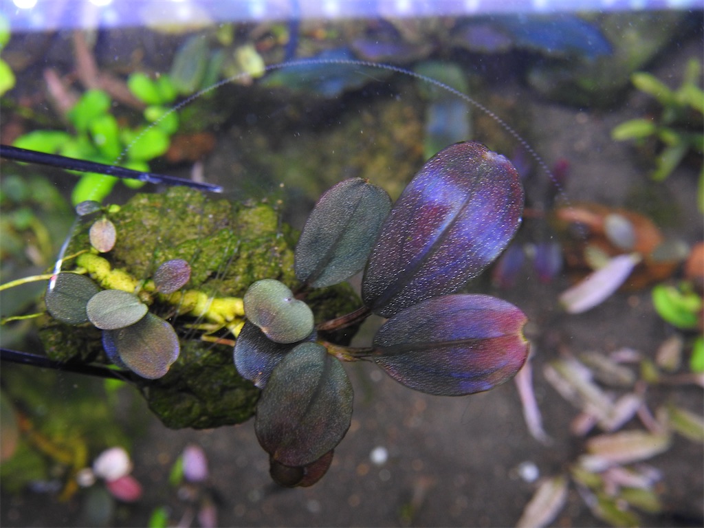 spクダランページ　　ブセファランドラ　ブラウニーゴーストカリマンタン ブセファランドラsp.ゴーストカリマンタン❣️Bucephalandra sp