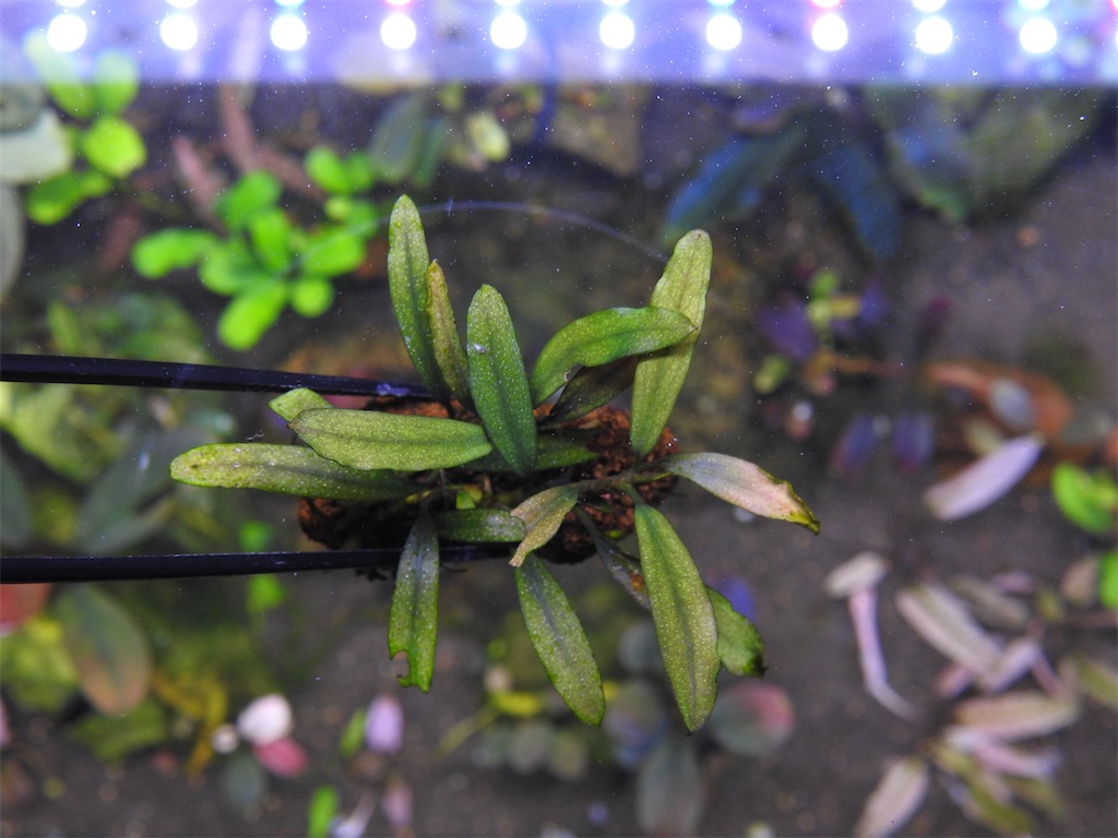 た*う様 ブセファランドラspゴーストカリマンタン 小群生株 ブセファランドラsp.ゴーストカリマンタン❣️Bucephalandra sp