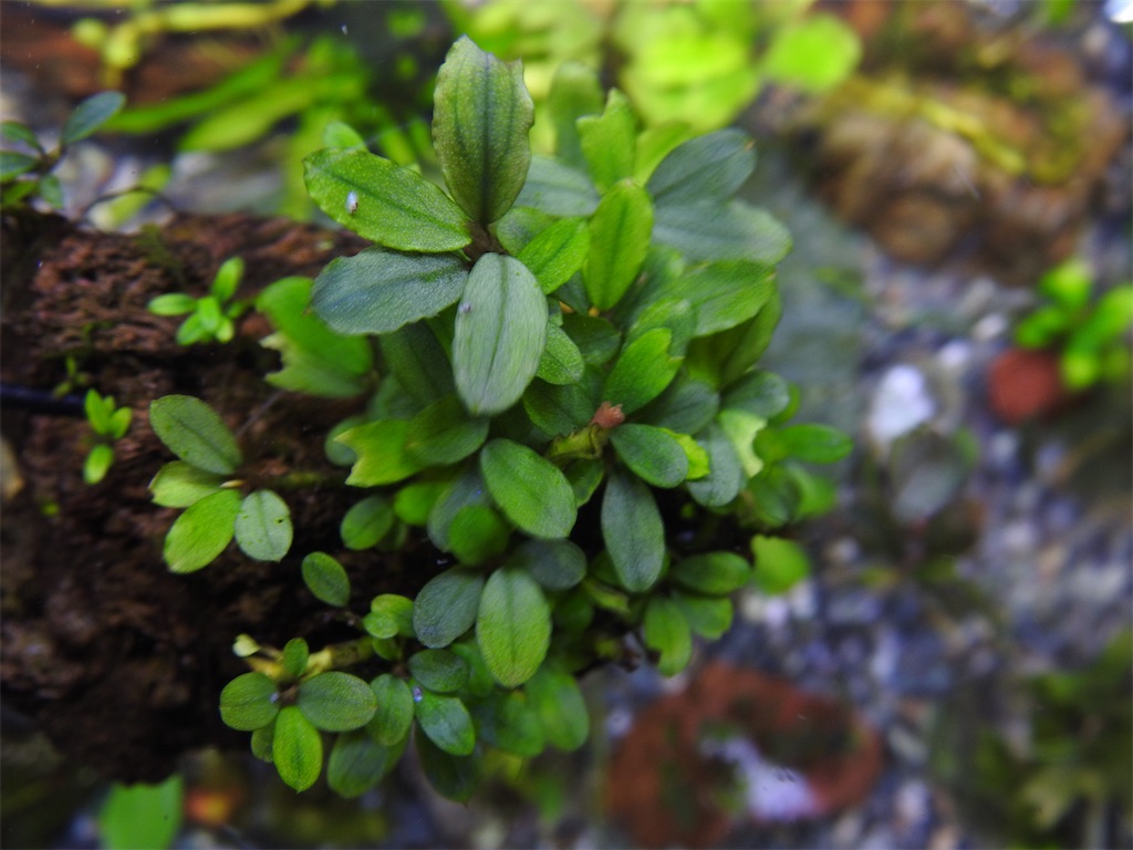 ブセファランドラ  ゴーストカリマンタン ブセファランドラsp.ゴーストカリマンタン❣️Bucephalandra sp