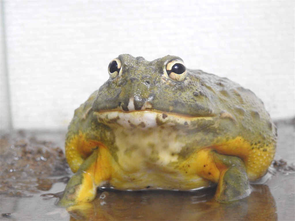 f:id:PUJIMO:20200218004141j:image